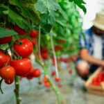 Παύλος-Χρηστίδης:-Αν-εγκαταλείψουν-οι-αγρότες,-τι-θα-γίνει-η-Ελλάδα;-Θα-τα-εισάγουμε-όλα;