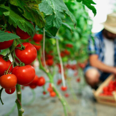 Παύλος-Χρηστίδης:-Αν-εγκαταλείψουν-οι-αγρότες,-τι-θα-γίνει-η-Ελλάδα;-Θα-τα-εισάγουμε-όλα;