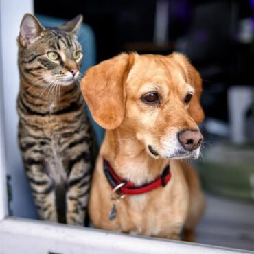 Δήμος-Μαρώνειας-Σαπών:-Παροχή-κινήτρων-προς-τους-ιδιοκτήτες-ζώων-συντροφιάς