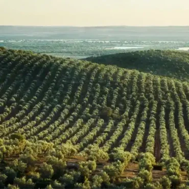 ΑΚΚΕΛ:-«Η-αλήθεια-για-τις-“απαγορευμένες”-ελάχιστες-τιμές:-άλλο-ένα-κυβερνητικό-παραμύθι-εις-βάρος-των-παραγωγών»