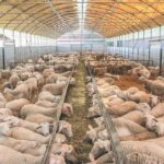 “Όσα-μέτρα-βιοασφάλειας-και-να-πάρουν,-όσα-πρόστιμα-και-να-ρίξουν,-δεν-πρόκειται-να-νικήσουν-την-ευλογιά”