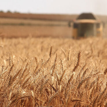 ΑΚΚΕΛ:-«Το-ψωμί-μας,-η-τροφή-μας-οι-καρκίνοι-και-τα-ερωτήματα-που-κανείς-δεν-τολμά-να-απαντήσει»