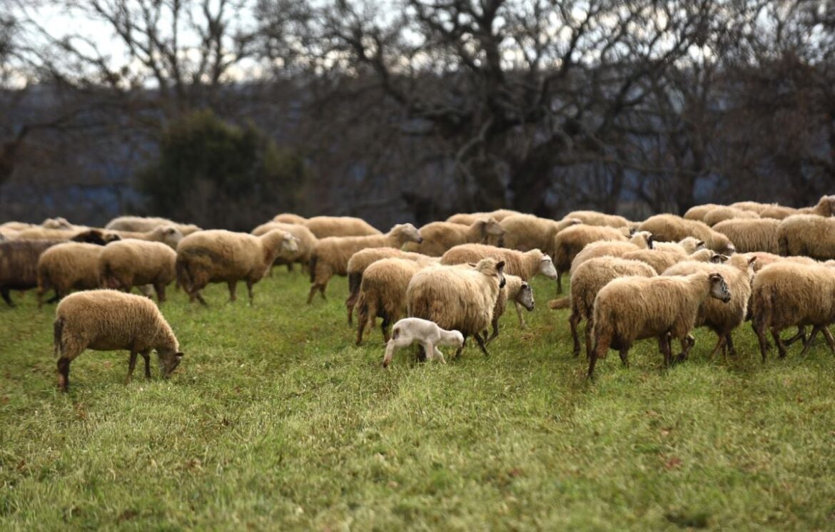 ΑΚΚΕΛ:-«Η-αλήθεια-για-τον-εμβολιασμό-των-προβάτων,-όταν-η-επιστήμη-φωνάζει-και-η-κυβέρνηση-κάνει-ότι-δεν-ακούει»