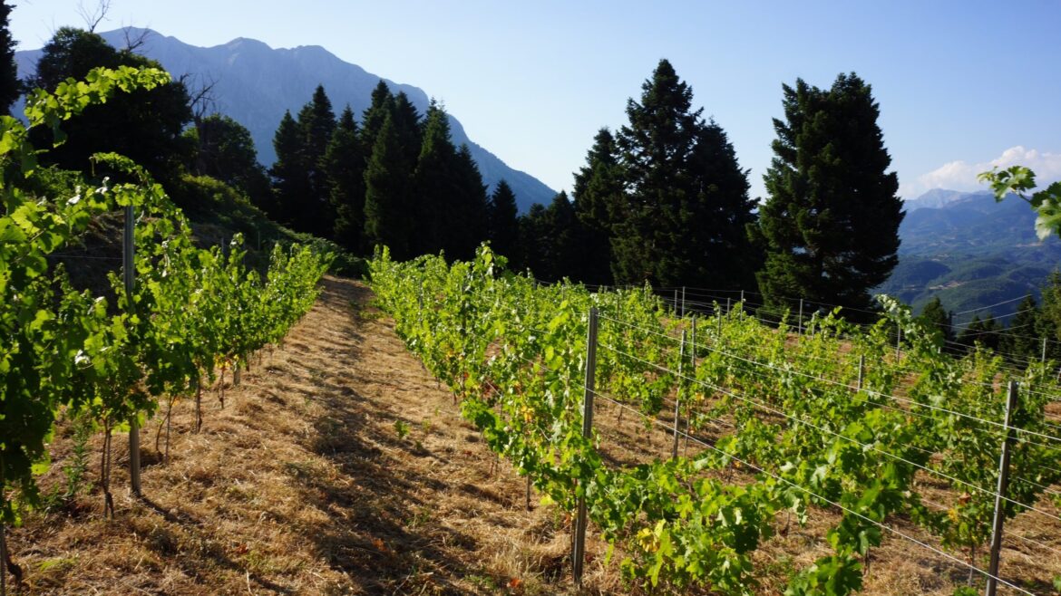 Σάκης-Αρναούτογλου-προς-τον-Επίτροπο-Γεωργίας-Χάνσεν:-«Προτεραιότητα-στους-μικρούς-οινοπαραγωγούς-και-στην-ποιότητα-του-ευρωπαϊκού-κρασιού»