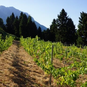 Σάκης-Αρναούτογλου-προς-τον-Επίτροπο-Γεωργίας-Χάνσεν:-«Προτεραιότητα-στους-μικρούς-οινοπαραγωγούς-και-στην-ποιότητα-του-ευρωπαϊκού-κρασιού»