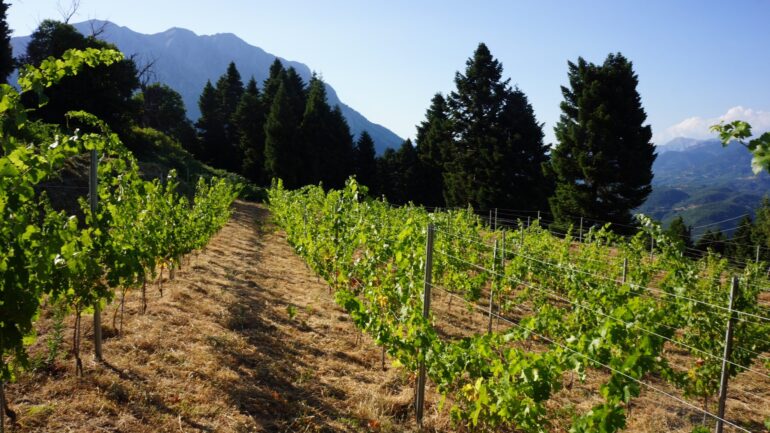 Σάκης-Αρναούτογλου-προς-τον-Επίτροπο-Γεωργίας-Χάνσεν:-«Προτεραιότητα-στους-μικρούς-οινοπαραγωγούς-και-στην-ποιότητα-του-ευρωπαϊκού-κρασιού»