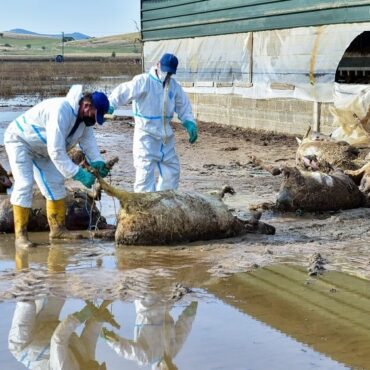 ΑΚΚΕΛ:-«Το-πογκρόμ-κατά-του-αγροτικού-κόσμου-ή-όταν-η-εξόντωση-γίνεται-πολιτική»
