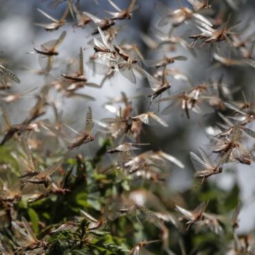 Διεύθυνση-Αγροτικής-Οικονομίας-&-Κτηνιατρικής-ΠΕ.-Ροδόπης-:-Οδηγίες-πρόληψης-των-ζημιών-σε-καλλιέργειες-από-ακρίδες