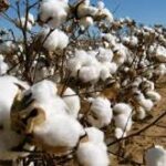 Ανοδική-τροχιά-προβλέπεται-να-έχει-μετά-το-πετρέλαιο-και-το-βαμβάκι,-λόγω-κρίσης-στη-Μέση-Ανατολή