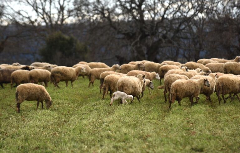 ΑΚΚΕΛ:-«Η-Κύπρος-στηρίζει-Η-Ελλάδα-τιμωρεί.-Και-οι-ζωονόσοι-δεν-νικιούνται-με-ανοησίες»