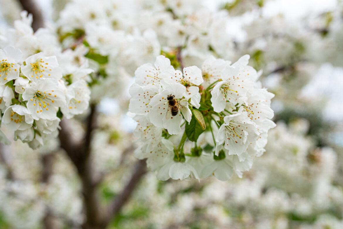 Οι-Κερασιές-θα-ανθίσουν-και-φέτος