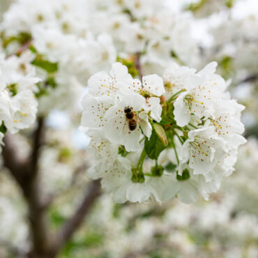 Οι-Κερασιές-θα-ανθίσουν-και-φέτος