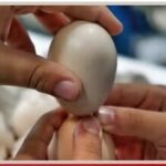 Αυγομαχίες-2026-στο-Θρυλόριο.-Μια-παράδοση-που-ζει-μέσα-από-τα-παιδιά-μας-!