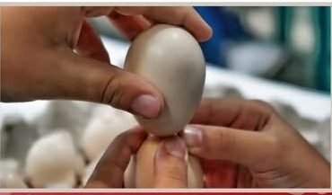 Αυγομαχίες-2026-στο-Θρυλόριο.-Μια-παράδοση-που-ζει-μέσα-από-τα-παιδιά-μας-!