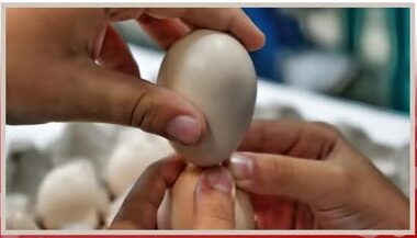 Αυγομαχίες-2026-στο-Θρυλόριο.-Μια-παράδοση-που-ζει-μέσα-από-τα-παιδιά-μας-!