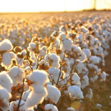 Σταύρος-Κοσουτζής-:-«Η-αλήθεια-που-κανείς-δεν-λέει:-Οι-αγρότες-κερδίζουν-μόνο-αν-δεν-παράγουν»