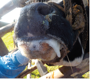 «Μνημειώδης-ανεπάρκεια-στη-διαχείριση-του-αφθώδους-στη-Λέσβο-–-Η-κυβέρνηση-την-μετέτρεψε-σε-σύγχρονη-Σπιναλόγκα»