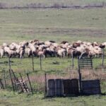 Αποζημιώσεις-8-εκατ.-ευρώ-σε-τυροκομικές-επιχειρήσεις-της-Λέσβου-λόγω-του-αφθώδους-πυρετού