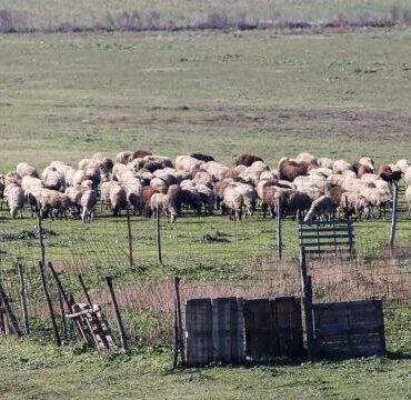 Αποζημιώσεις-8-εκατ.-ευρώ-σε-τυροκομικές-επιχειρήσεις-της-Λέσβου-λόγω-του-αφθώδους-πυρετού