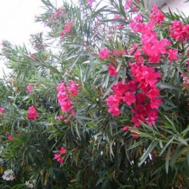 ΤΕΕ-–-Στασινός:-Σώθηκε-της-πικροδάφνης-ο-ανθός-από-το-μαζικό-ξερίζωμα-στις-πόλεις-μας