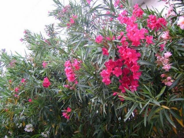 ΤΕΕ-–-Στασινός:-Σώθηκε-της-πικροδάφνης-ο-ανθός-από-το-μαζικό-ξερίζωμα-στις-πόλεις-μας