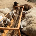 “Αποζημιώσεις-κτηνοτρόφων-για-τις-ζωονόσους-στην-Ανατολική-Μακεδονία-–Θράκη-και-λήψη-μέτρων-για-την-στήριξη-του-κλάδου-της-τυροκομίας-στην-περιοχή”