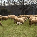Νέα-παρέμβαση-Βουλευτών-της-ΝΕΑΡ.-για-τις-σοβαρές-αποκλίσεις-στα-στοιχεία-για-ζωικό-κεφάλαιο-και-‘‘αόρατα’’-πρόβατα-–-Θέτουν-ζήτημα-αξιοπιστίας-των-καταγραφών