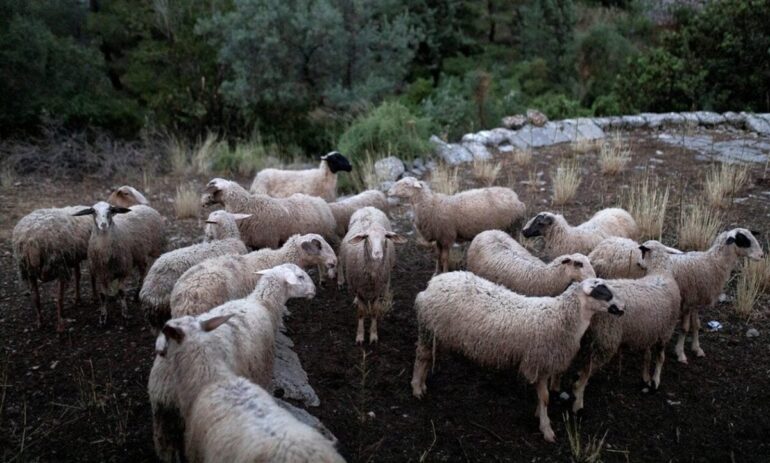 Χ.-Ζεϊμπέκ:-«Ενώ-οι-κτηνοτρόφοι-της-Ξάνθης-βρίσκονται-σε-απόγνωση,-δίνονται-επιδοτήσεις-για-ζώα-που-δεν-υπάρχουν-;»