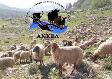 Σκληρή-ερώτηση-στην-Βουλή-από-το-ΑΚΚΕΛ-για-την-κυβερνητική-ευθύνη-στην-καταστροφή-της-ελληνικής-κτηνοτροφίας