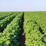 agrotik-–-Νέα-δωρεάν-ψηφιακή-πλατφόρμα-για-την-πρωτογενή-αγορά
