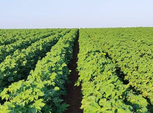 AGROTIK – Νέα δωρεάν ψηφιακή πλατφόρμα για την πρωτογενή αγορά