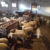 Ιλχάν ΑΧΜΕΤ προς Μαργαρίτη ΣΧΟΙΝΑ: «Πλήρης απαλλαγή των πληγέντων κτηνοτρόφων από τις εισφορές ΕΛΓΑ του 2025»