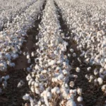 Ροδόπη:-Απώλειες-έως-45%-στη-βαμβακοπαραγωγή-–-Επίσημη-παρέμβαση-στον-ΕΛΓΑ-για-αποζημιώσεις