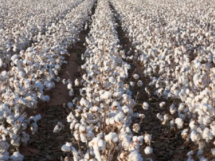 Ροδόπη: Απώλειες έως 45% στη βαμβακοπαραγωγή – Επίσημη παρέμβαση στον ΕΛΓΑ για αποζημιώσεις